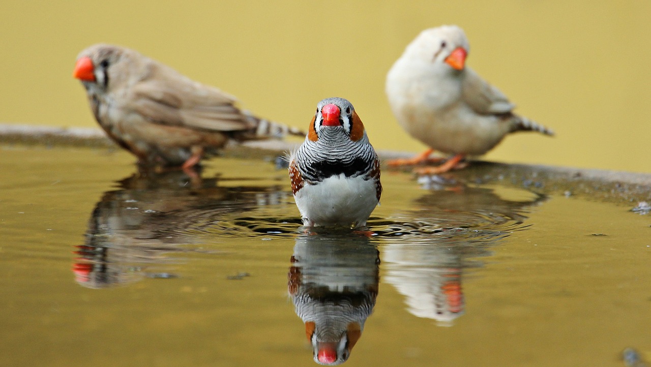 Zebra Finch, Paukščiai, Raudonasis Snapas, Vandens Butelis, Sąskaitą, Raudona, Oranžinė, Nemokamos Nuotraukos,  Nemokama Licenzija