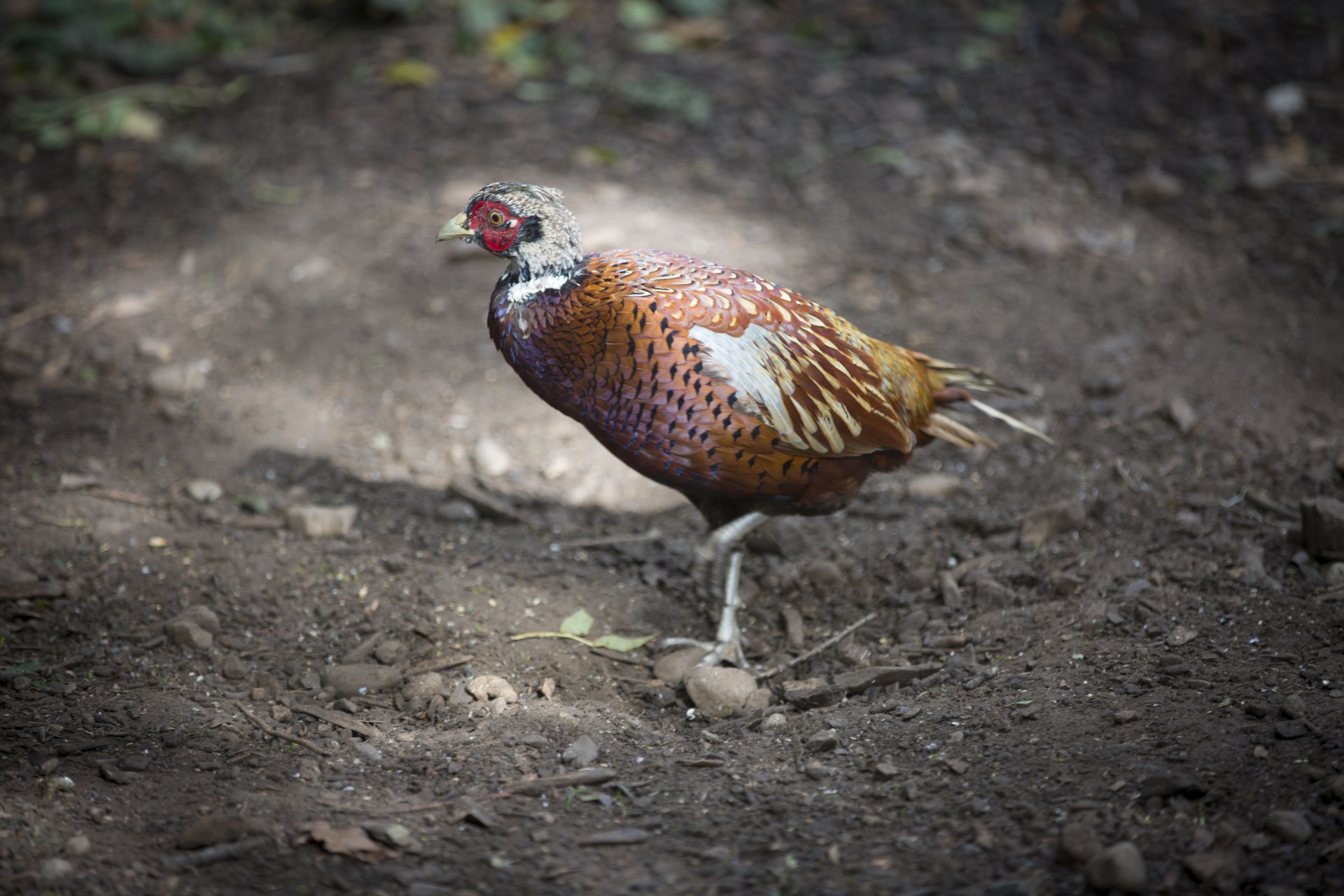 Fazanas,  Paukštis,  Pieva,  Patinas,  Phasianus,  Sodas,  Dykuma,  Sparnuotas,  Fauna,  Bendras