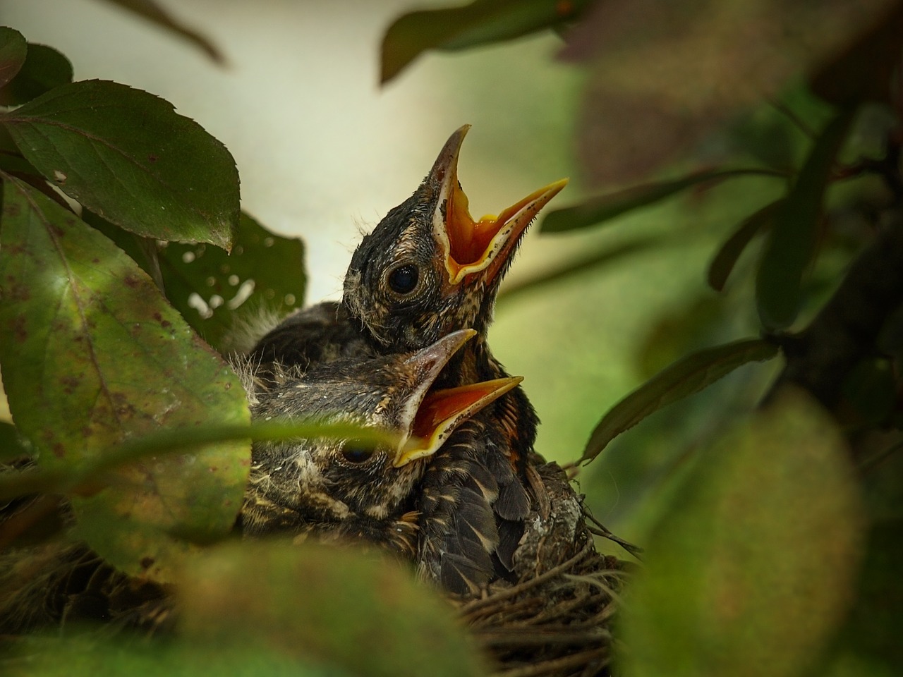 Paukščiai, American Robin, Gamta, Laukiniai, Fauna, Lizdas, Nemokamos Nuotraukos,  Nemokama Licenzija