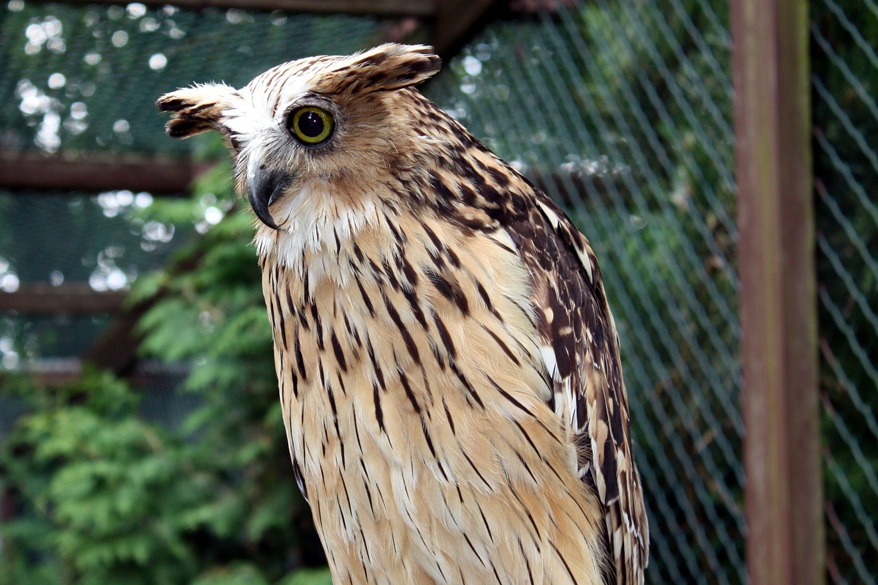 Paukščiai, Pelėdos, Zoologijos Sodas, Gyvūnai, Nemokamos Nuotraukos,  Nemokama Licenzija