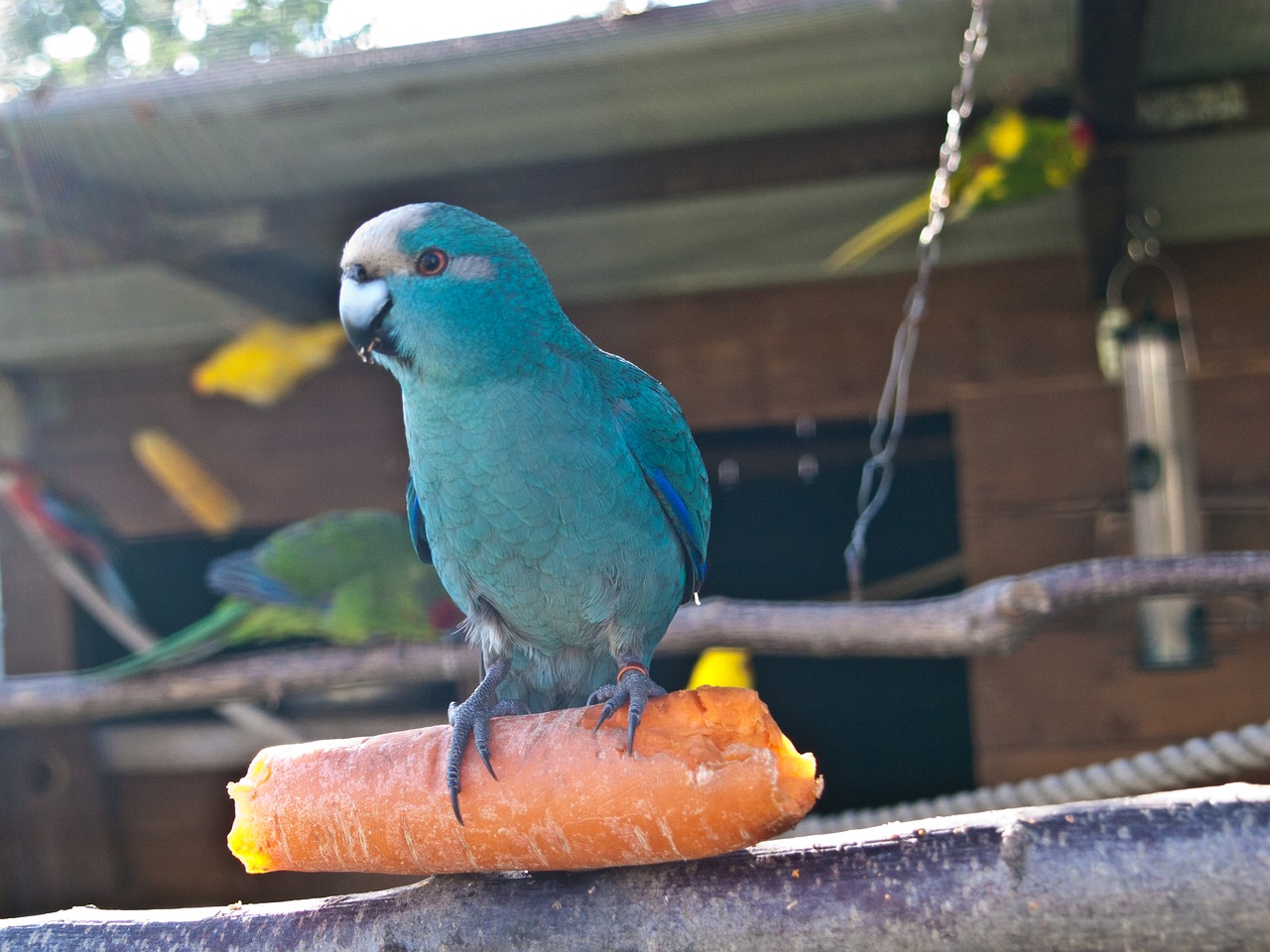 Paukščiai, Parakeet, Geltona, Voillere, Veisimas, Mažas Papūga Parakeetas, Mėlynas, Morkos, Nemokamos Nuotraukos,  Nemokama Licenzija