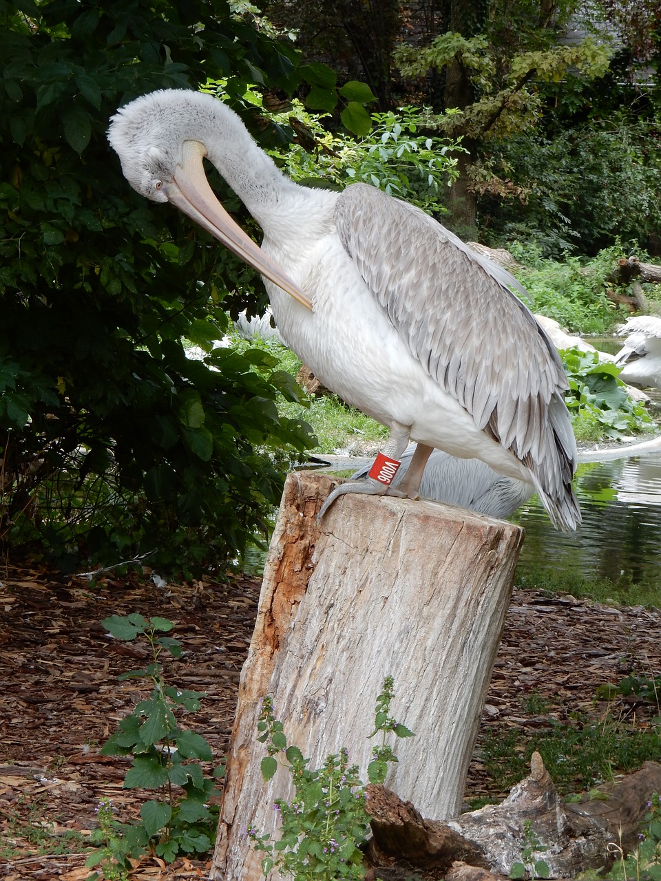 Pelikanai, Paukščiai, Gamta, Zoologijos Sodas, Vandens Paukščiai, Sąskaitą, Vandens Paukštis, Paukštis, Švarus, Nemokamos Nuotraukos