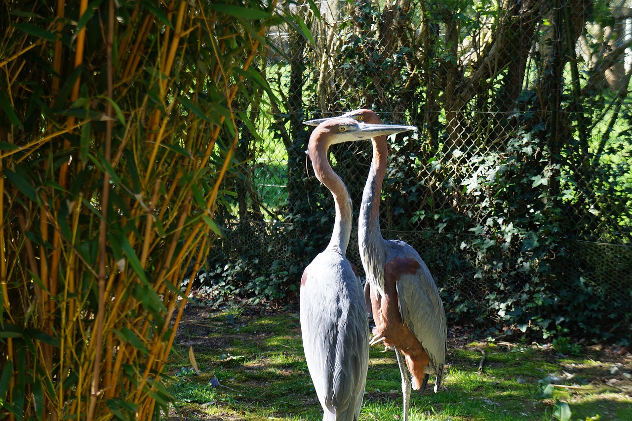 Paukščiai, Gamta, Pelican, Gyvūnas, Gyvūnai, Fauna, Žalias, Kraštovaizdis, Nemokamos Nuotraukos,  Nemokama Licenzija