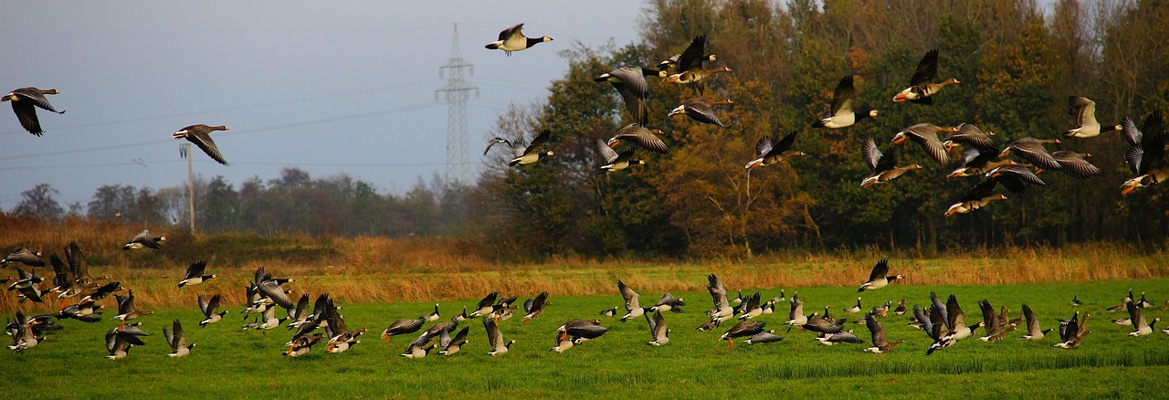 Paukščiai, Žąsys, Naminiai Paukščiai, Laukiniai Žąsys, Gamta, Laukinės Gamtos Fotografija, Skristi, Kraštovaizdis, Vėlyvas Ruduo, Gyvūnų Pasaulis