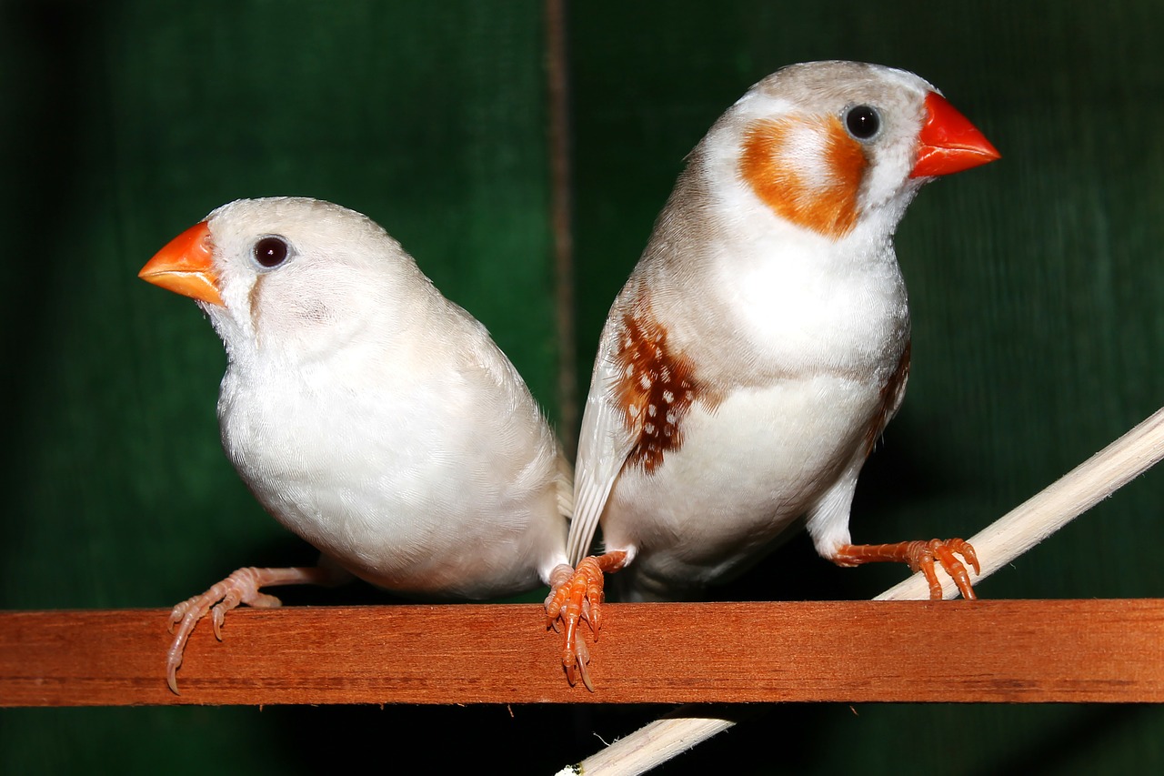 Paukščiai, Zebras Žiurkėnai, Finch, Pora, Patinas, Moteris, Balta, Aves, Paukštis, Fauna