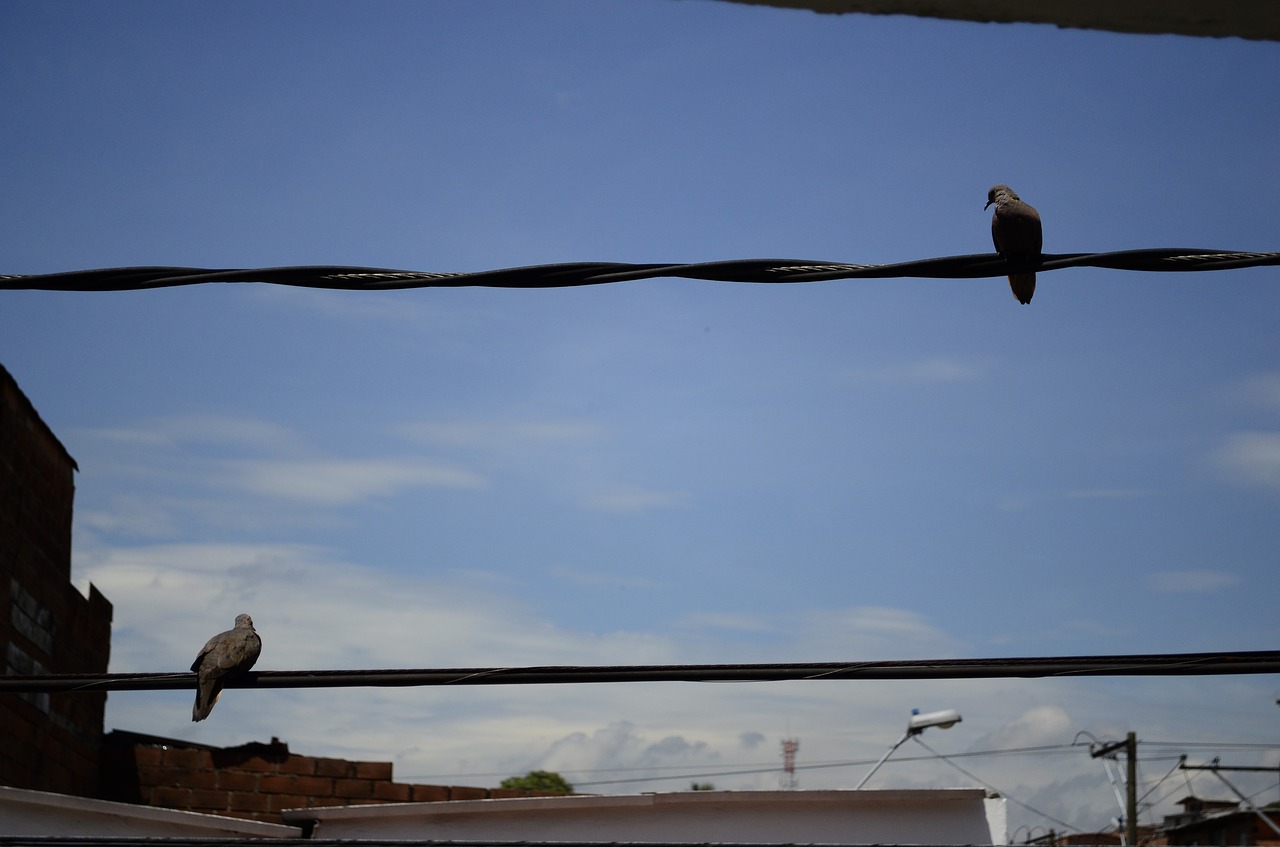 Paukščiai, Medellin, Dangus, Nemokamos Nuotraukos,  Nemokama Licenzija