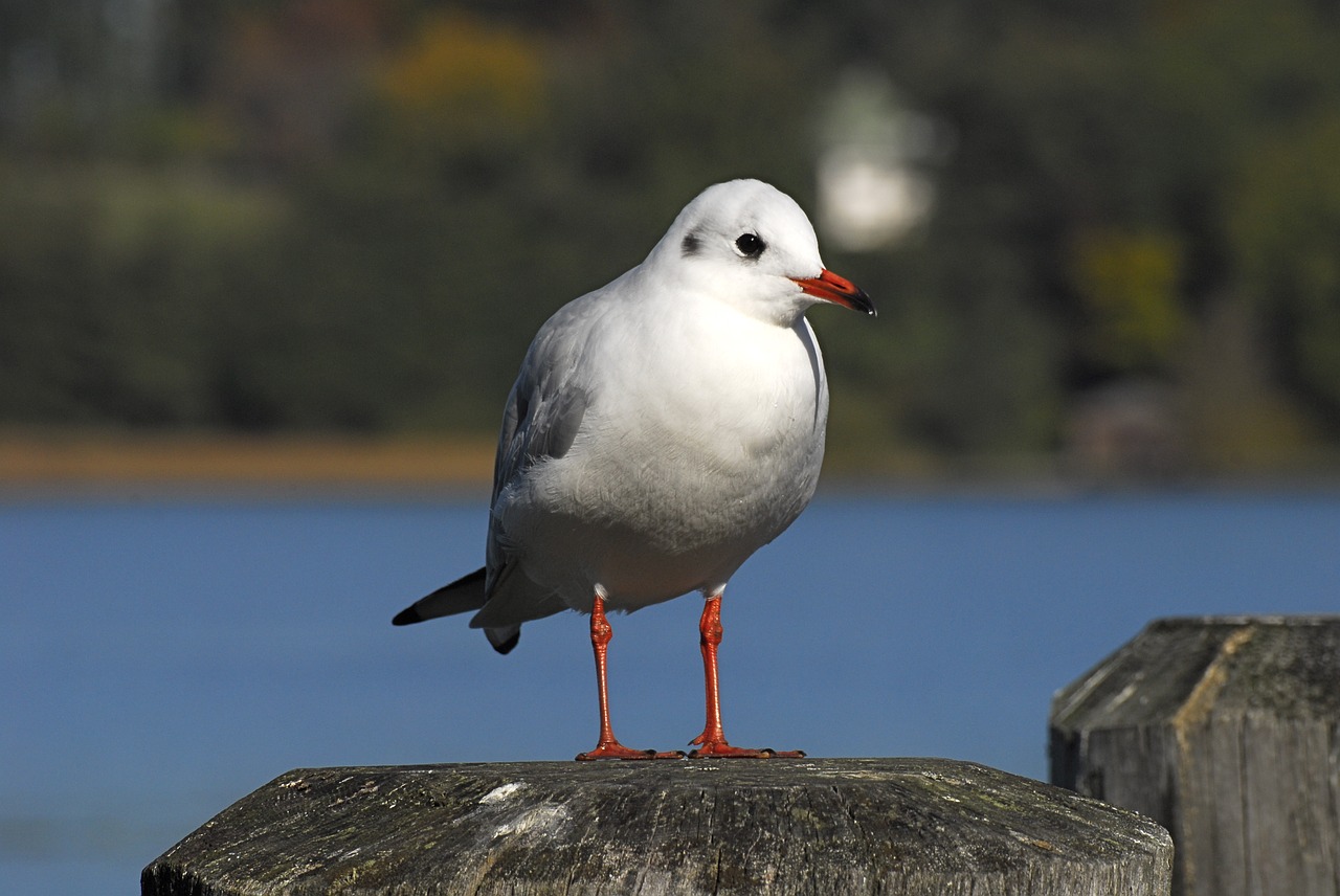 Paukščiai, Gamta, Paukštis, Sparnas, Gyvūnų Pasaulis, Ežeras, Bavarija, Chiemsee, Gyvūnas, Kajakas