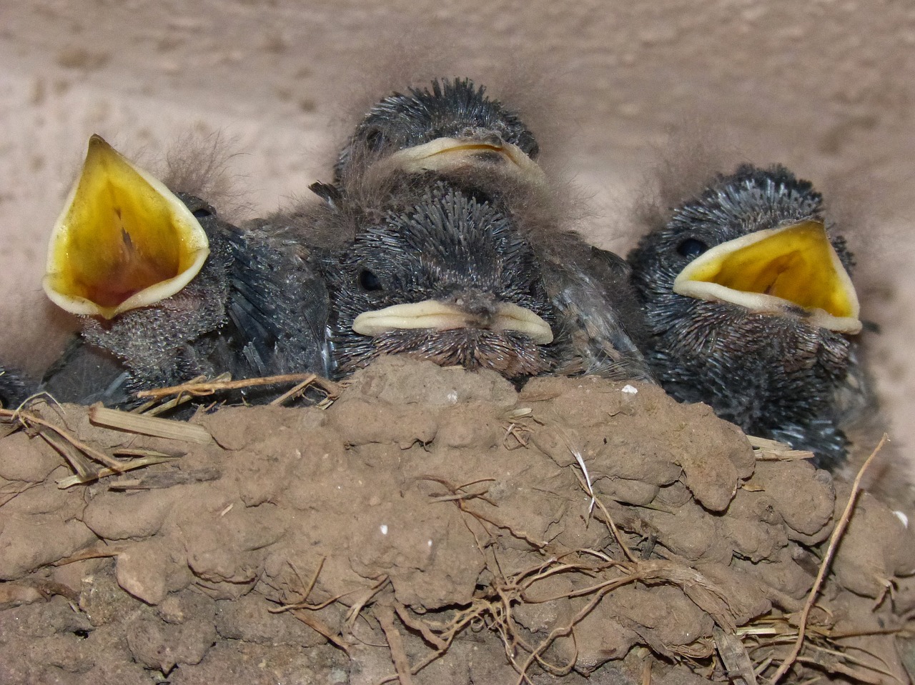 Paukščiai, Viščiukai, Lizdas, Hyip, Maistas, Badas, Protestas, Nuryti, Hirundo Rustica, Nemokamos Nuotraukos