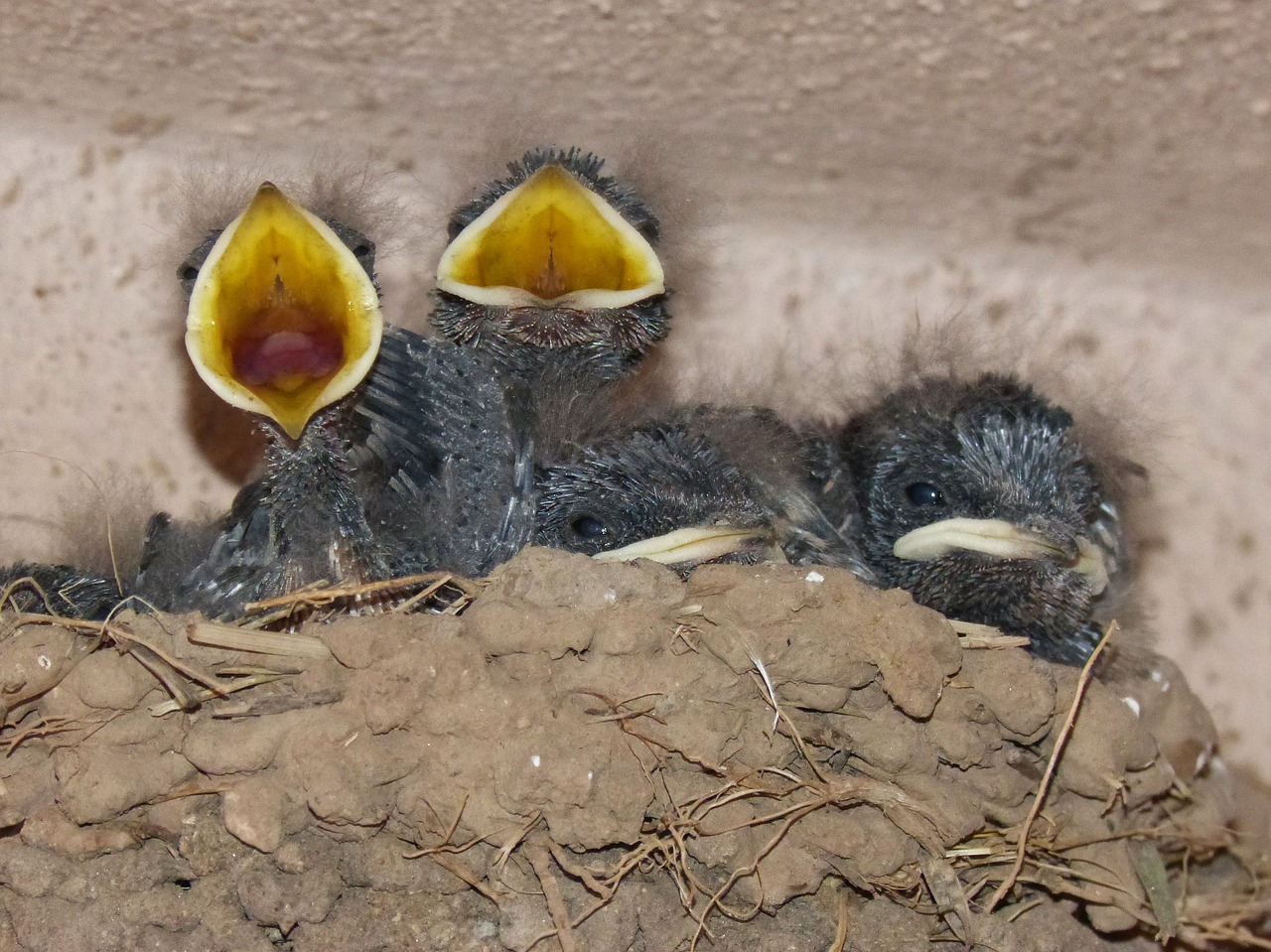 Paukščiai, Viščiukai, Lizdas, Hyip, Maistas, Badas, Protestas, Nuryti, Hirundo Rustica, Nemokamos Nuotraukos