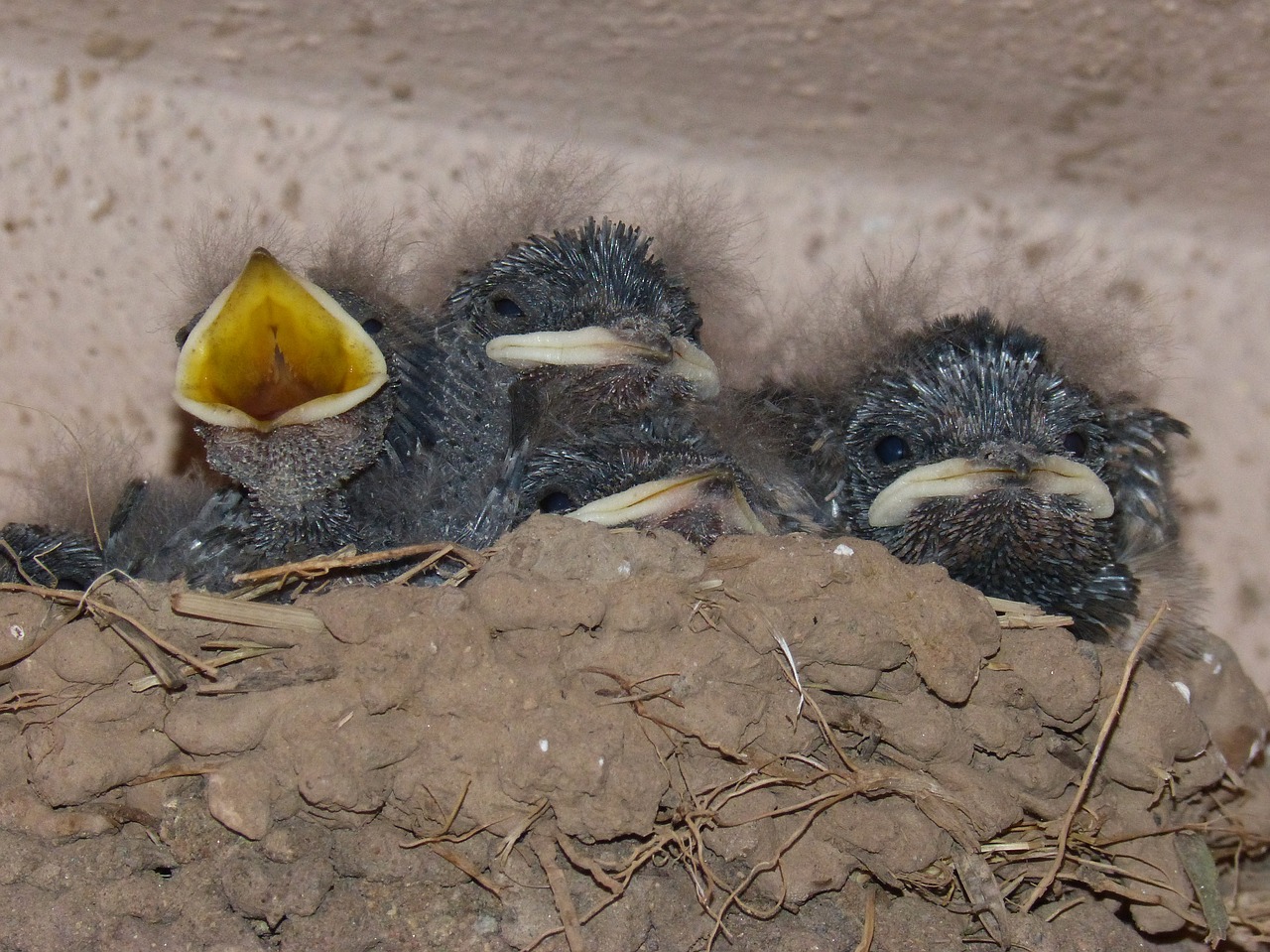 Paukščiai, Viščiukai, Lizdas, Hyip, Maistas, Badas, Protestas, Nuryti, Hirundo Rustica, Nemokamos Nuotraukos