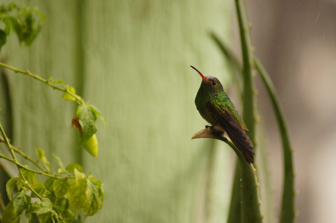 Paukščiai, Fauna, Gamta, Armėnija, Quindio, Kolumbija, Nemokamos Nuotraukos,  Nemokama Licenzija