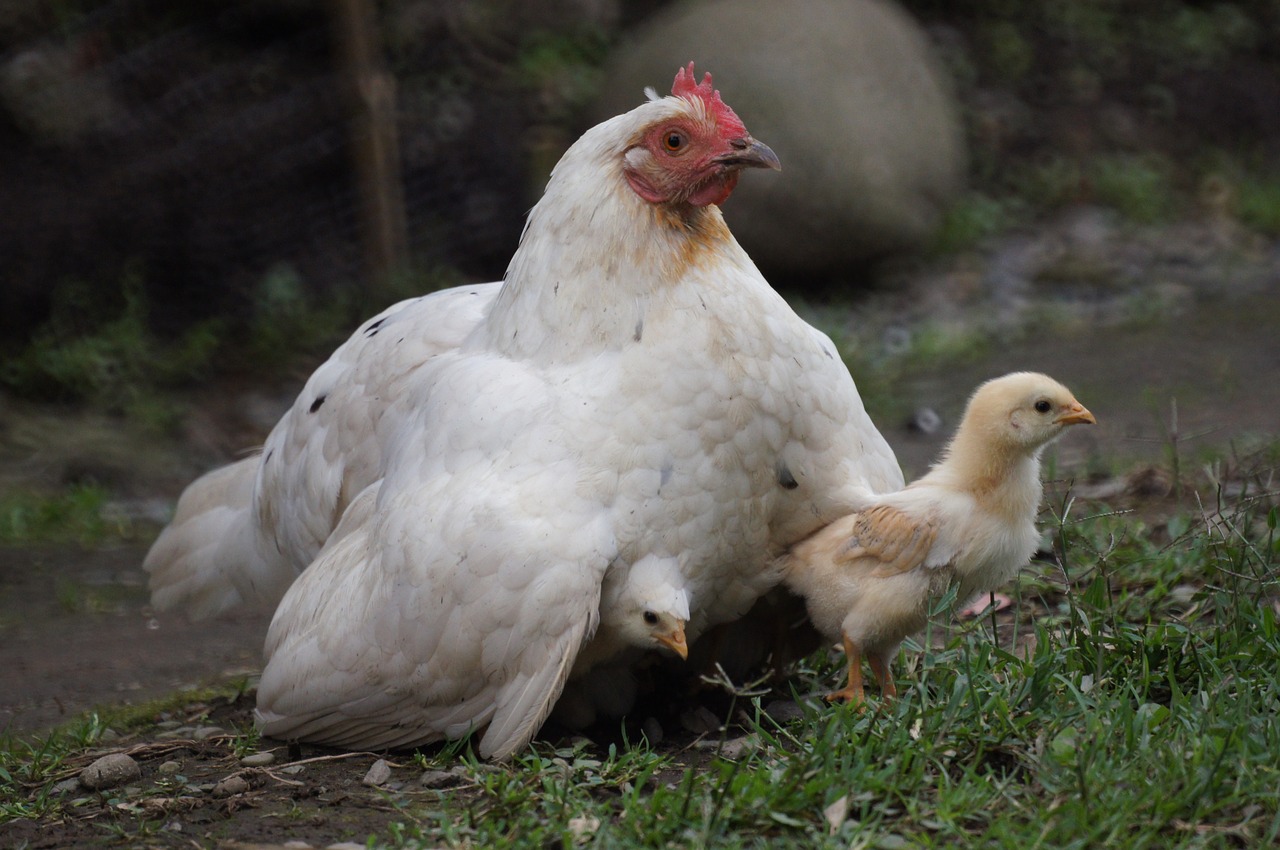 Paukščiai, Laukas, Indija, Quindio, Kolumbija, Nemokamos Nuotraukos,  Nemokama Licenzija