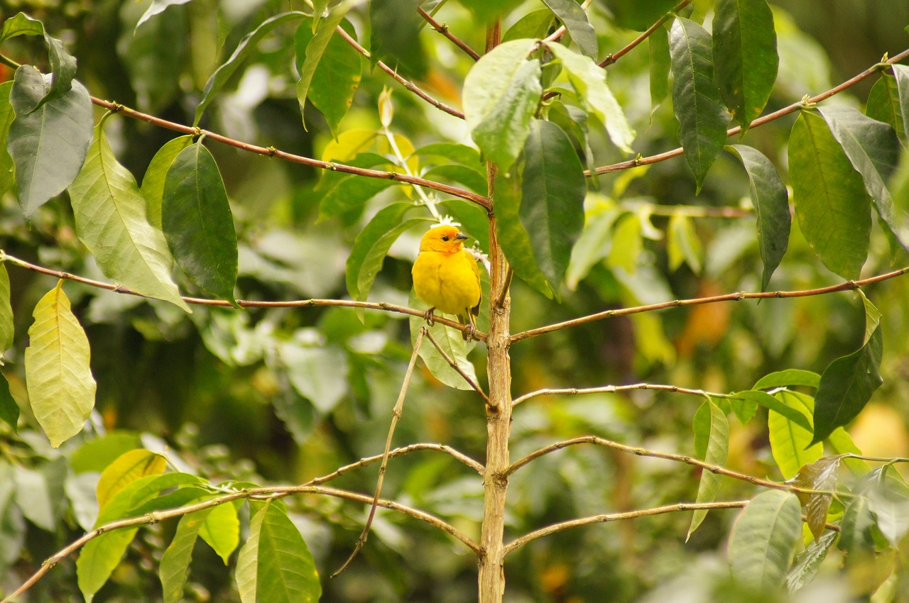 Paukščiai, Quimbaya, Quindio, Kolumbija, Nemokamos Nuotraukos,  Nemokama Licenzija