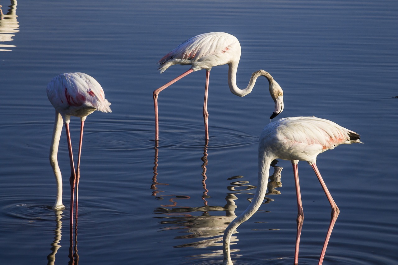 Paukščiai, Laukiniai Gyvūnai, Flamingo, Nemokamos Nuotraukos,  Nemokama Licenzija