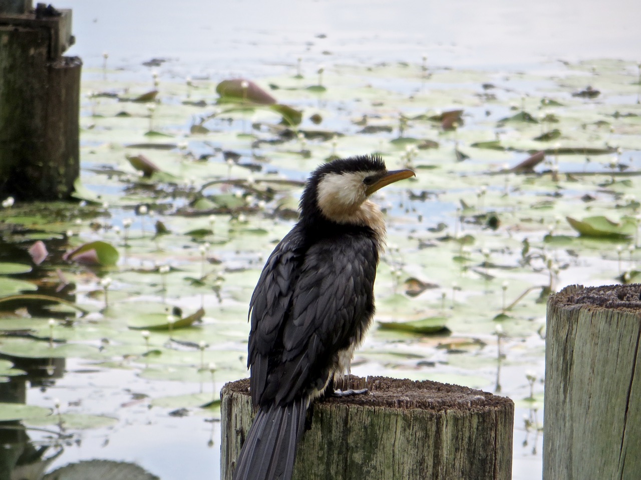 Paukščiai, Kablys Beaked, Žirgynas, Australia, Se Queensland, Miško Ežeras, Polių Sitter, Nemokamos Nuotraukos,  Nemokama Licenzija