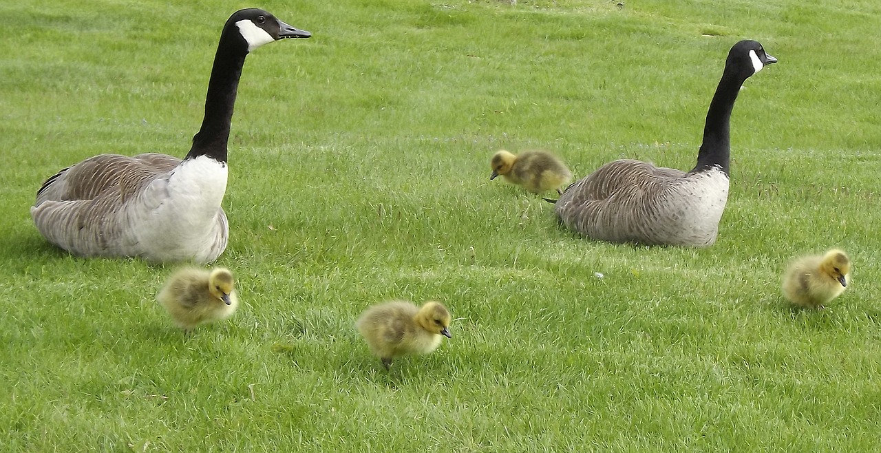 Paukščiai, Kacza Šeima, Viščiukai, Žolė, Gamta, Nemokamos Nuotraukos,  Nemokama Licenzija