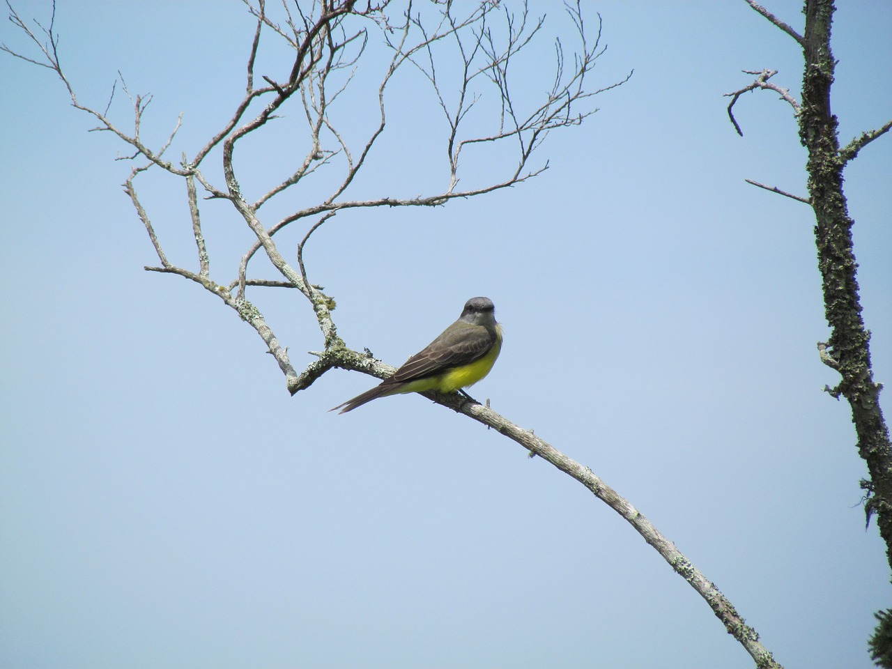 Paukščiai, Apie, Florianópolis, Brazilija, Nemokamos Nuotraukos,  Nemokama Licenzija