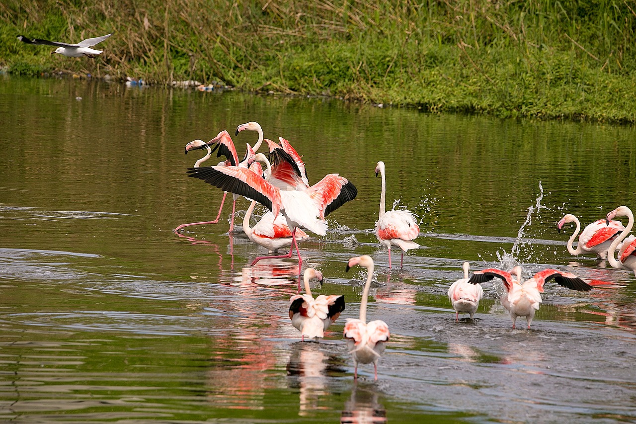 Paukščiai, Flamingo, Laukinė Gamta, Plunksna, Skraidantis, Skristi, Flock, Rožinis, Nemokamos Nuotraukos,  Nemokama Licenzija