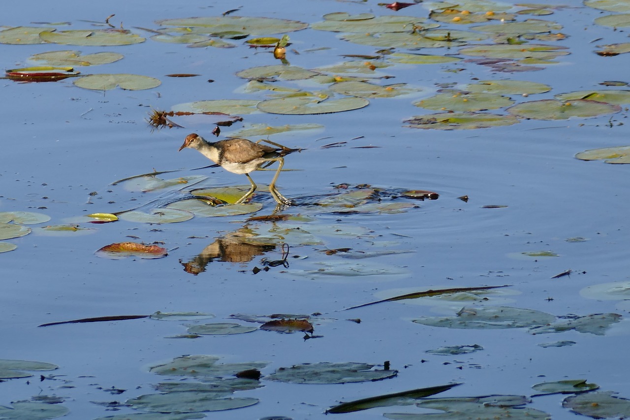 Paukščiai, Jacana, Ežeras, Nemokamos Nuotraukos,  Nemokama Licenzija