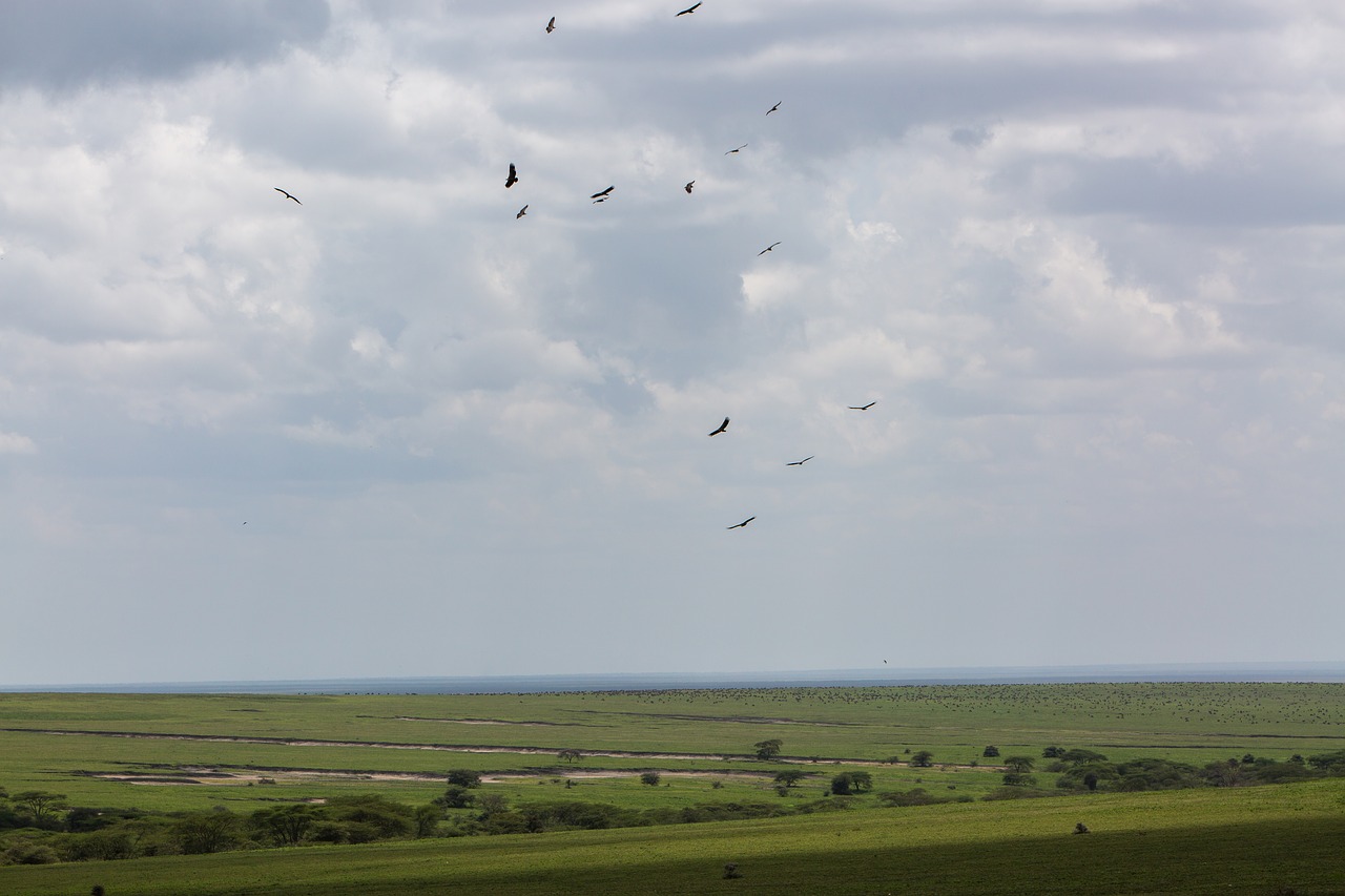 Paukščiai, Ngorongoro Išsaugojimo Zona, Tanzanija, Ngorongoro, Afrika, Laukinė Gamta, Safari, Gyvūnas, Laukiniai, Parkas