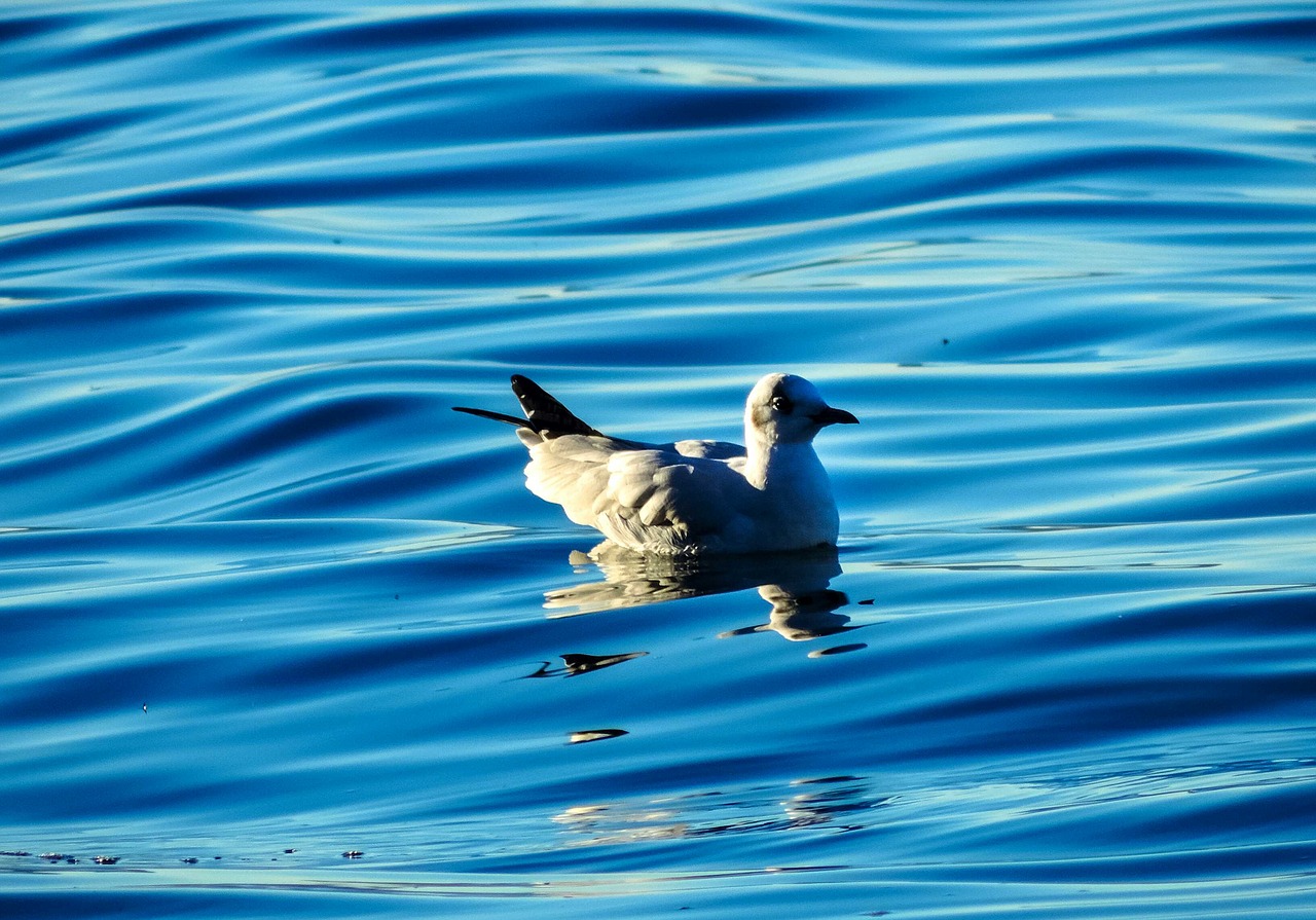 Paukščiai, Antis, Vanduo, Atspindys, Mėlynas, Gyvūnas, Gyvūnai, Gamta, Aves, Vandenys