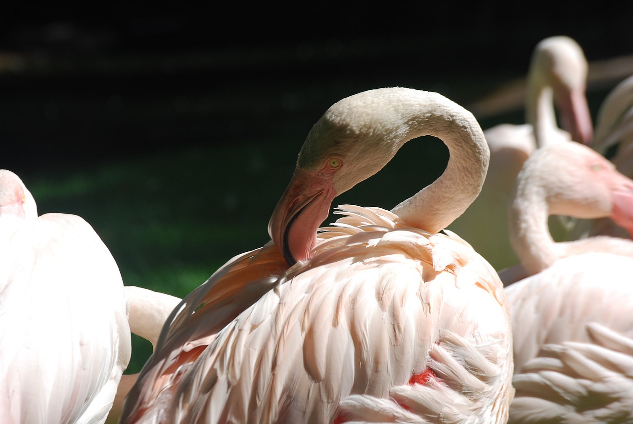 Paukščiai, Flamingos, Gamta, Nemokamos Nuotraukos,  Nemokama Licenzija