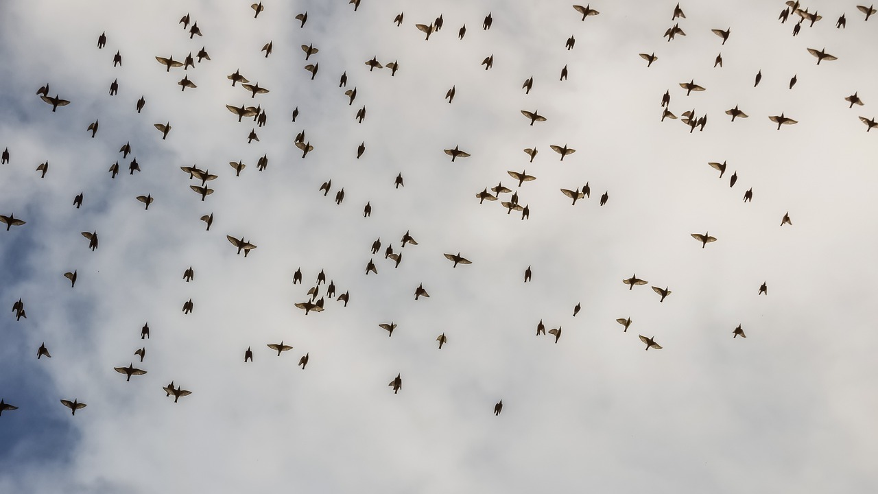 Paukščiai, Flock, Laukinė Gamta, Migruojantys Paukščiai, Žiema, Gamta, Dangus, Debesys, Nemokamos Nuotraukos,  Nemokama Licenzija