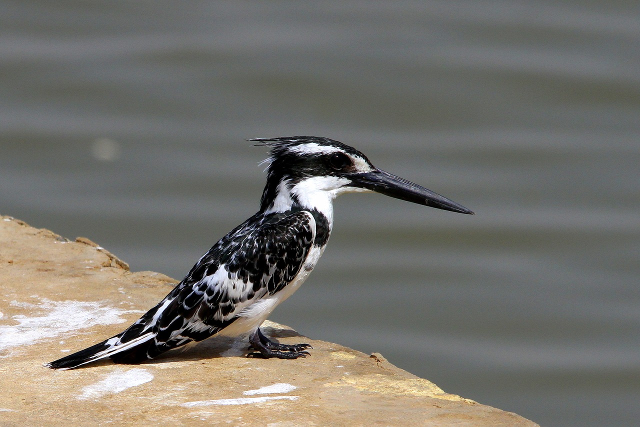 Paukščiai,  Laukinė Gamta,  Gamta,  Vandens Telkinys,  Gyvūnų Karalystė,  Pied Kingfisher,  Snapas,  Senegalas,  Be Honoraro Mokesčio, Nemokamos Nuotraukos