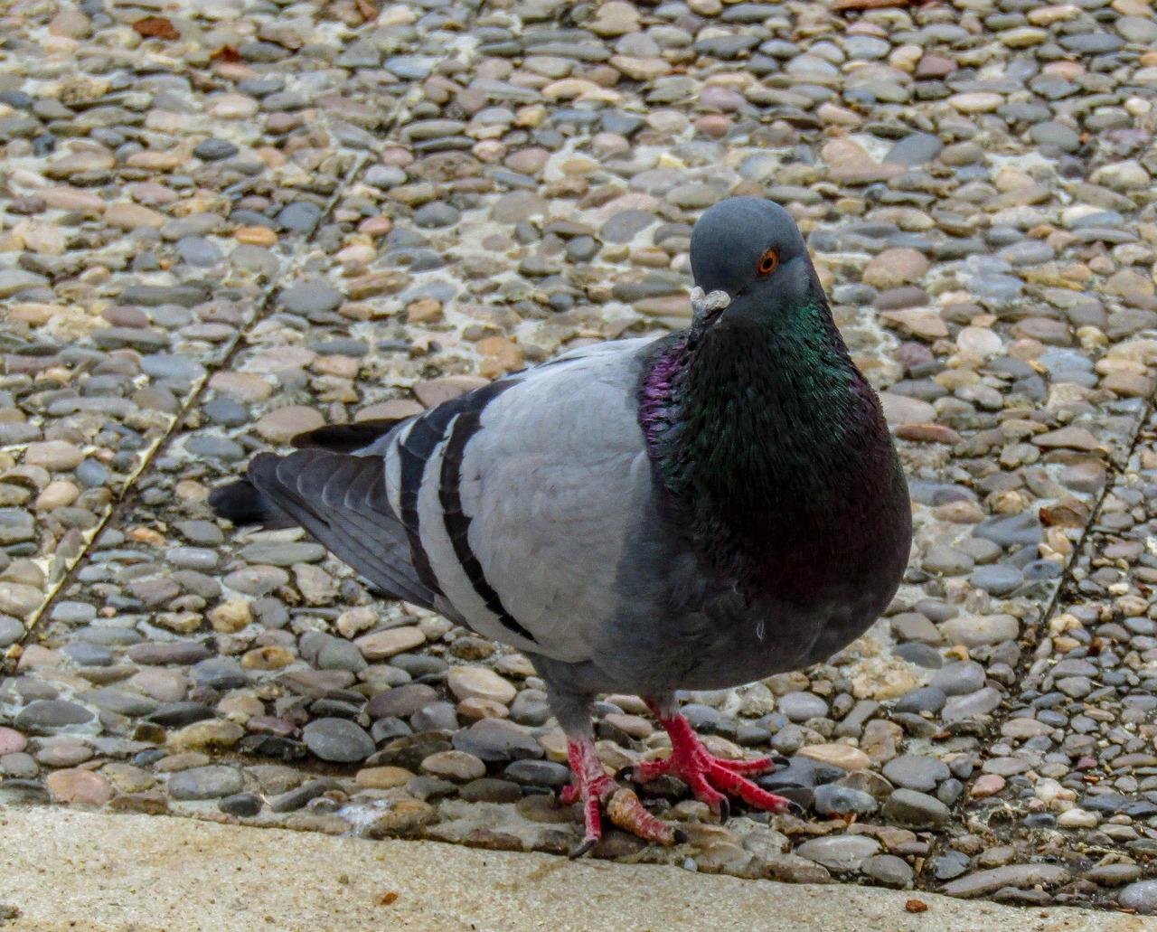 Paukščiai,  Columbidae,  Pobūdį,  Animalia,  Rašiklis,  Lauke,  Laukinis Gyvenimas,  Kaina,  Paloma,  Laukinių