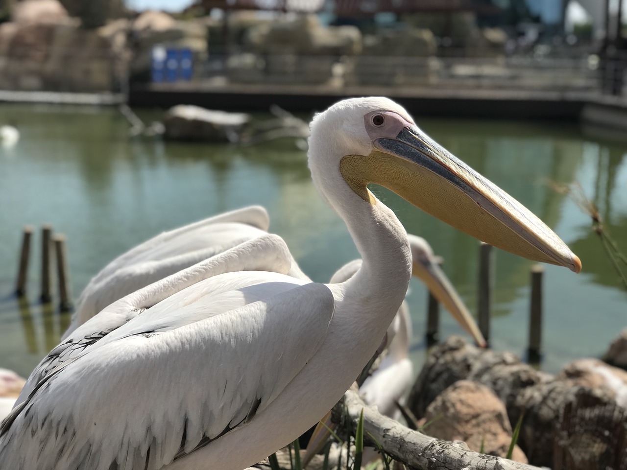 Paukščiai,  Laukinis Gyvenimas,  Pobūdį,  Pelecanus, Nemokamos Nuotraukos,  Nemokama Licenzija