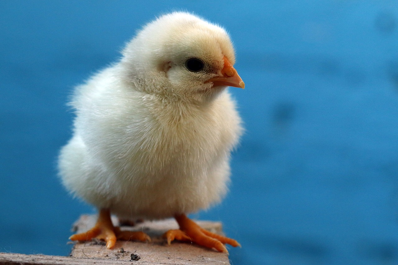 Paukščiai,  Velykų,  Naminių Paukščių,  Vištienos,  Påskekylling,  Vienadieniai,  Kad Hatchlings,  Vištos,  Velykų Papuošalai, Nemokamos Nuotraukos