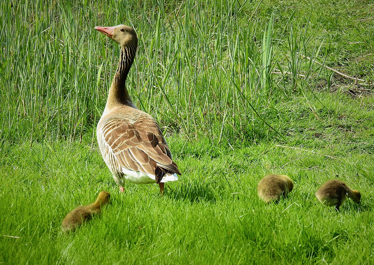 Paukščiai,  Pobūdį,  Gyvūnai, Nemokamos Nuotraukos,  Nemokama Licenzija