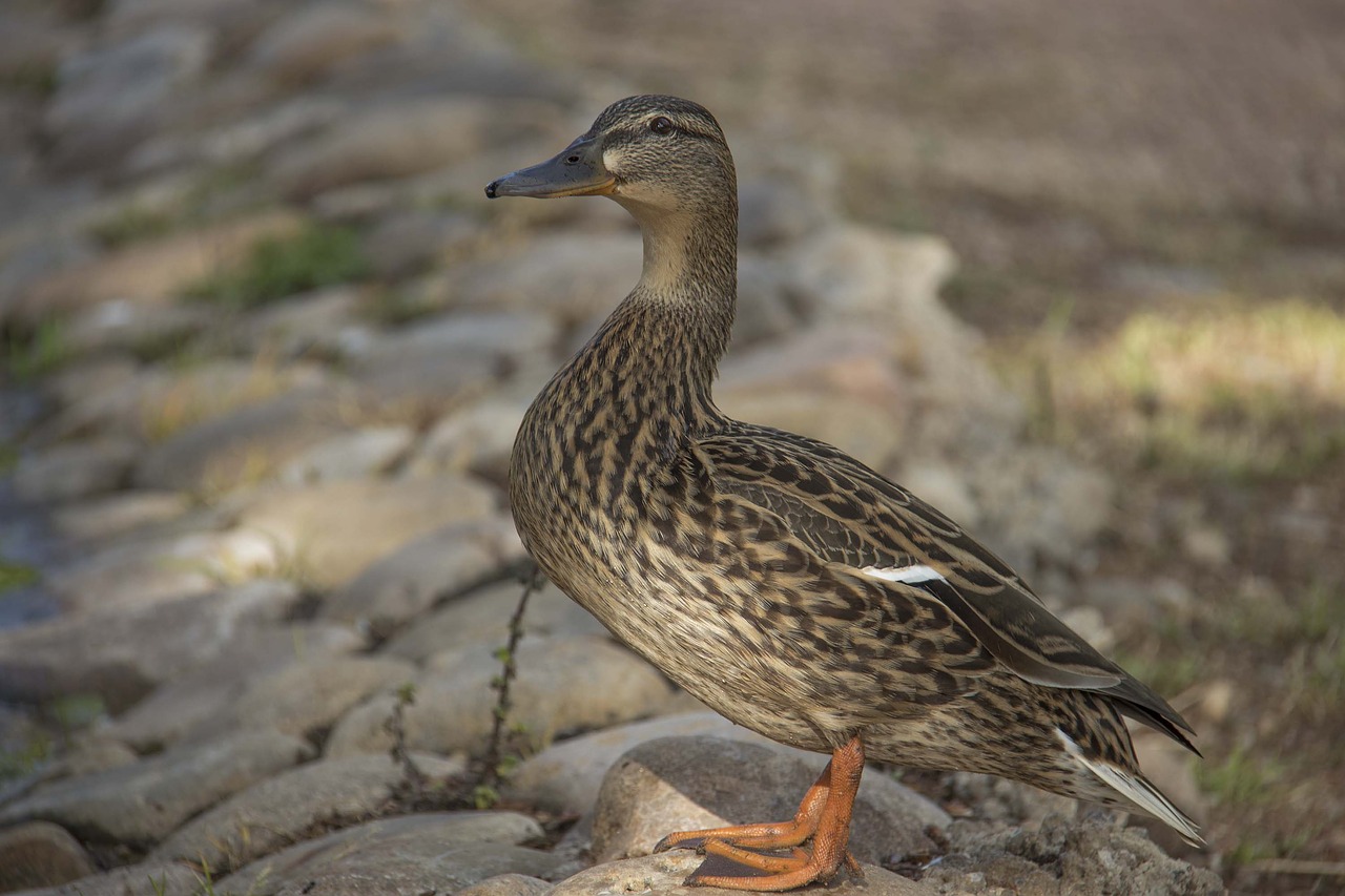 Paukščiai,  Pobūdį,  Laukinis Gyvenimas,  Animalia,  Rašiklis,  Lauke,  Piko, Nemokamos Nuotraukos,  Nemokama Licenzija