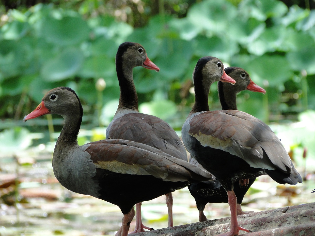 Paukščiai,  Antys,  Bevielis,  Gyvūnas,  Gyvūnijos,  Sparnas,  Plunksna,  Mallard,  Vandens Paukščiai,  Skraidantis