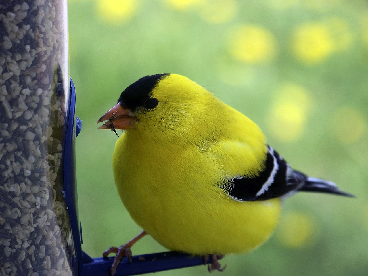 Paukščiai,  Paukščių Stebėjimas,  Laukinių,  Plunksna,  Pobūdį,  Songbird,  Pavasaris,  Spalvingas, Nemokamos Nuotraukos,  Nemokama Licenzija