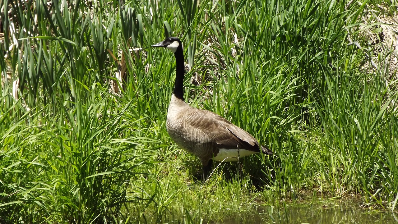 Paukščiai,  Bernikla Kanados,  Meadow,  Žolė,  Gamta, Nemokamos Nuotraukos,  Nemokama Licenzija