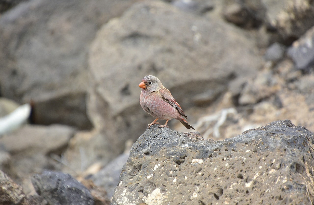 Paukščiai,  Pobūdį,  Vandens Paukščiai,  Fuerteventura, Nemokamos Nuotraukos,  Nemokama Licenzija