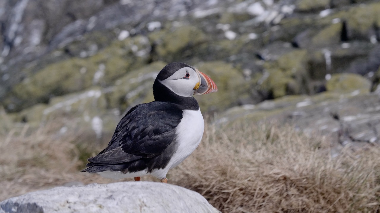 Paukščiai,  Gyvūnijos,  Pobūdį,  Puffin, Nemokamos Nuotraukos,  Nemokama Licenzija