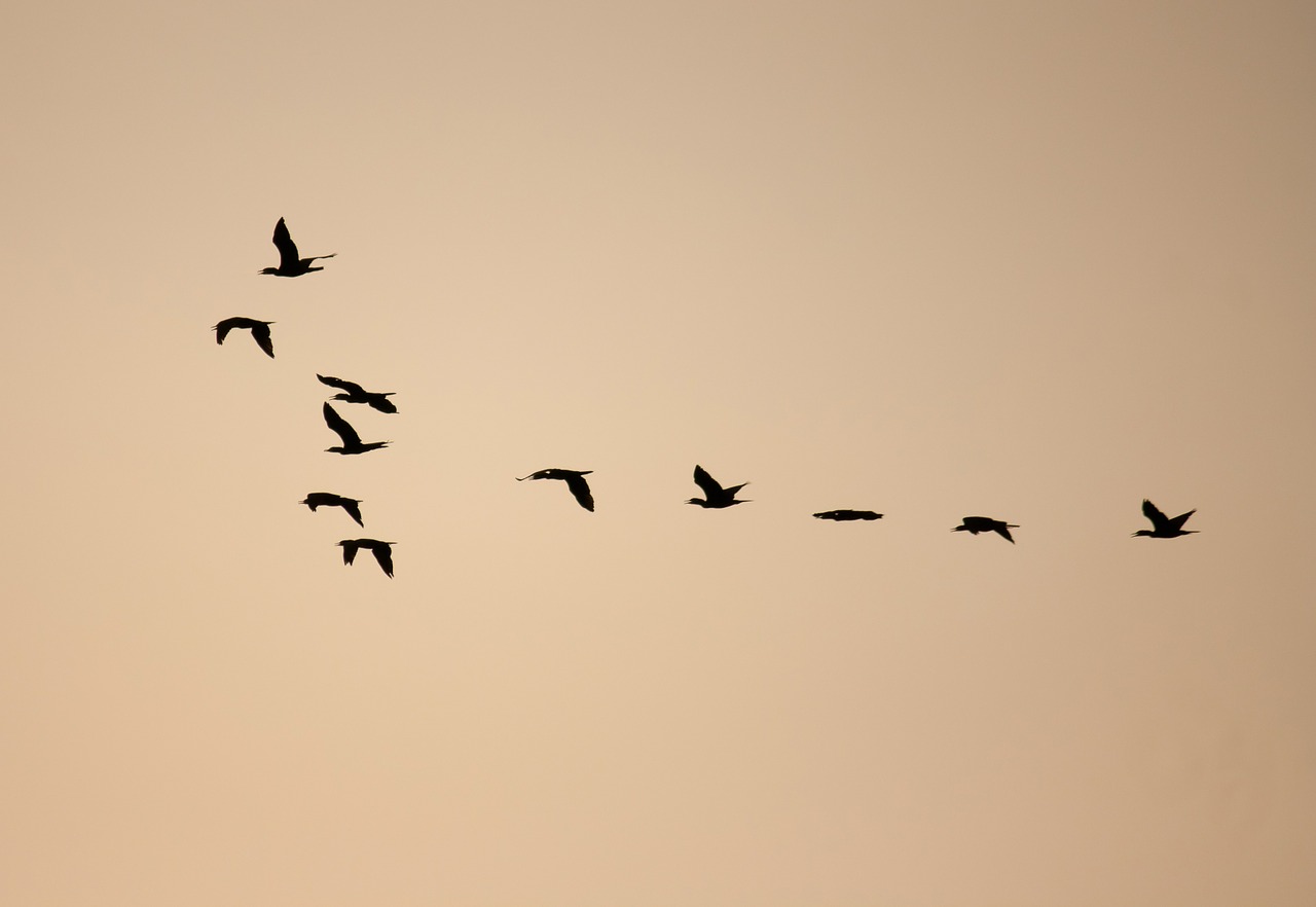 Paukščiai, Formavimas, Flock, Flocking, Skraidantis, Laisvė, Migracija, Nemokamos Nuotraukos,  Nemokama Licenzija