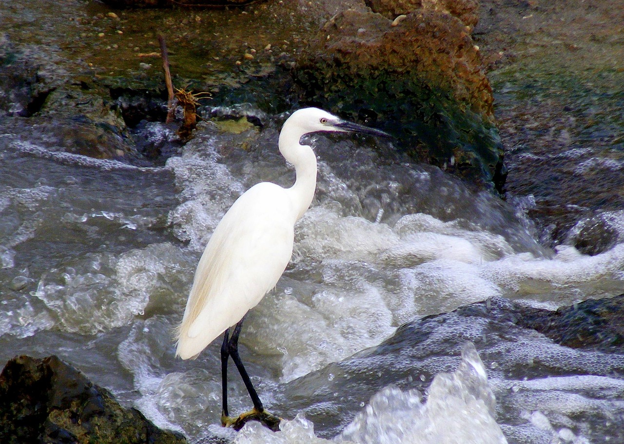 Paukščiai, Egret, Vanduo, Nemokamos Nuotraukos,  Nemokama Licenzija