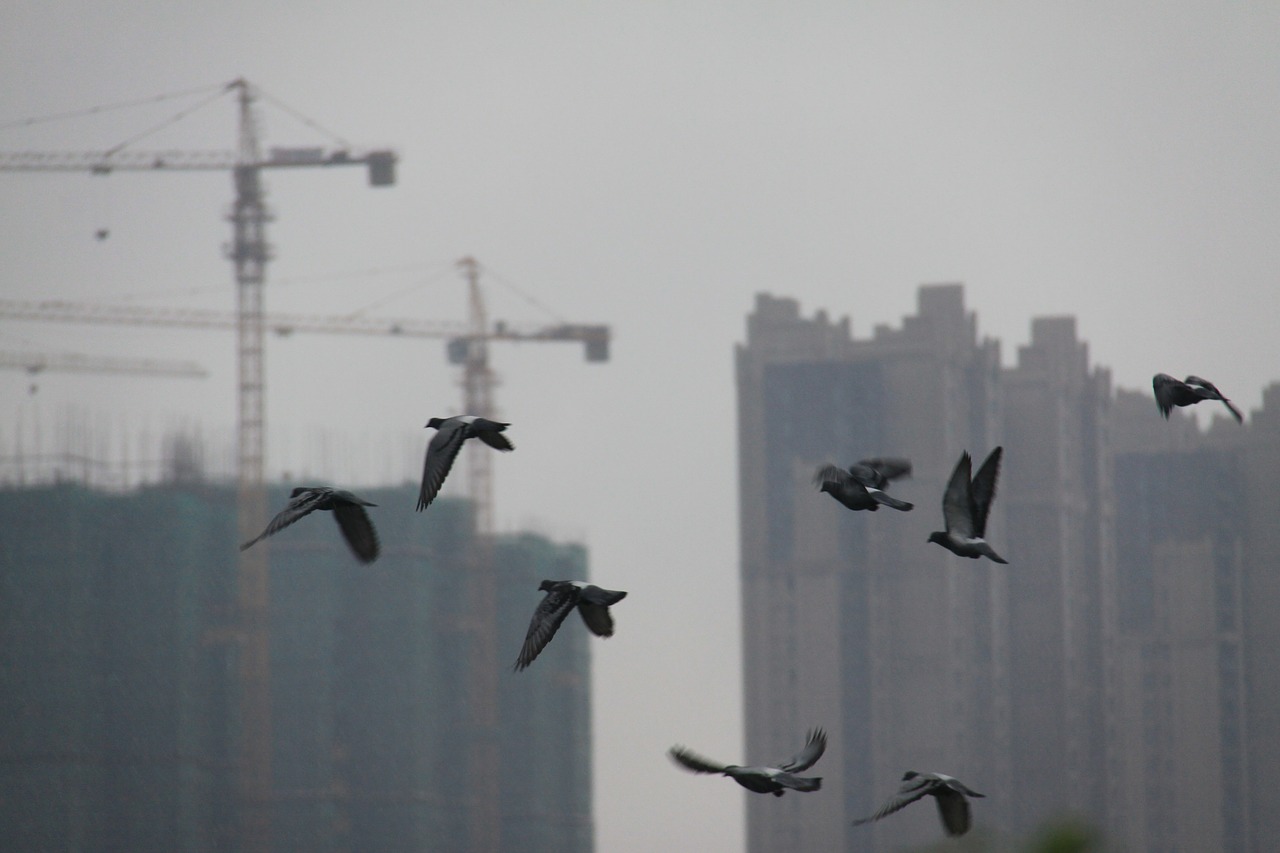 Paukščiai, Changsha, Aukšti Pastatai, Turtas, Nemokamos Nuotraukos,  Nemokama Licenzija
