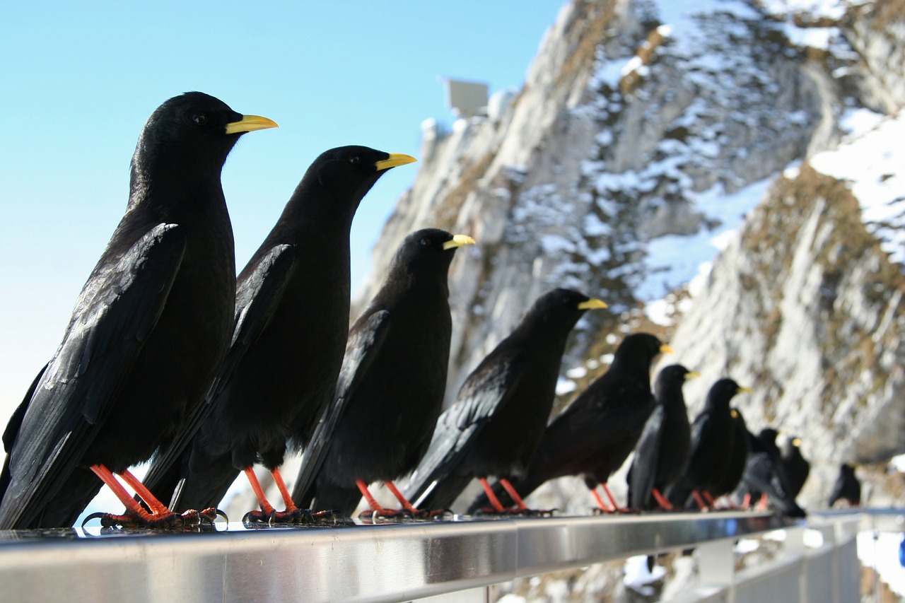 Paukščiai, Fauna, Gamta, Vyriausybė, Juoda, Nemokamos Nuotraukos,  Nemokama Licenzija