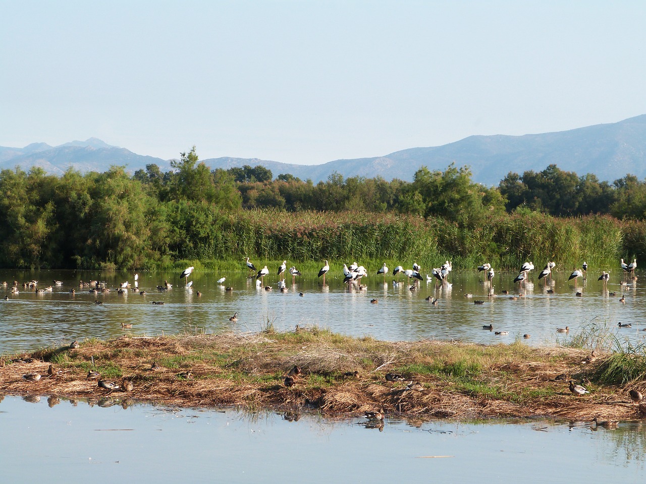 Paukščiai, Pelkė, Empordà, Girona, Gerona, Gandras, Aiguamolls, Alt Empordà, Šlapynes, Vanduo