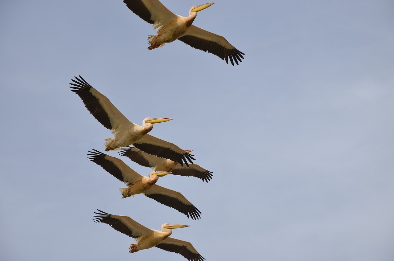 Paukščiai, Pelican, Skrydis, Nemokamos Nuotraukos,  Nemokama Licenzija