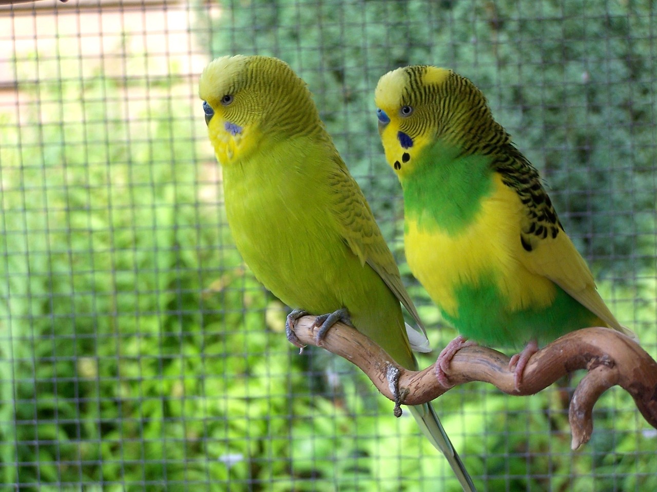 Paukščiai, Budgerigars, Kartu, Gyvūnų Pasaulis, Parakeets, Augintiniai, Nemokamos Nuotraukos,  Nemokama Licenzija