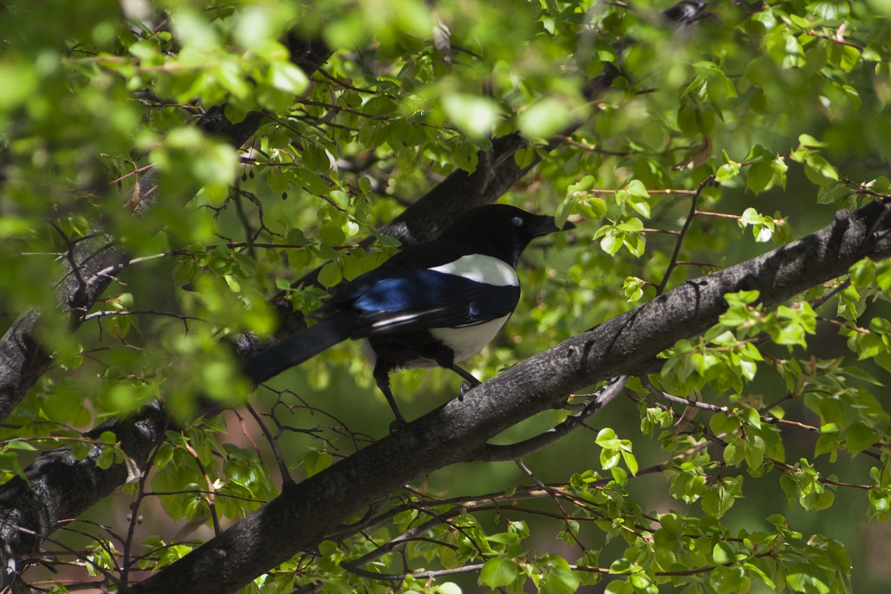 Paukščiai, Fauna, Gamta, Nemokamos Nuotraukos,  Nemokama Licenzija