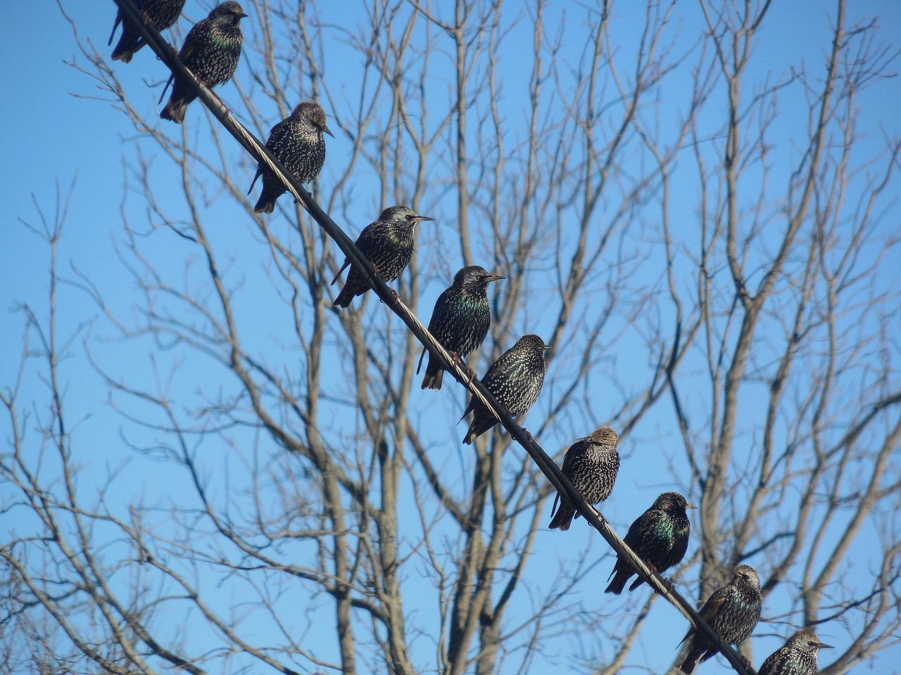 Paukščiai, Starlings, Laukiniai, Mėlynas, Plumėjimas, Gyvūnas, Uodega, Sparnai, Plunksnos, Snapas