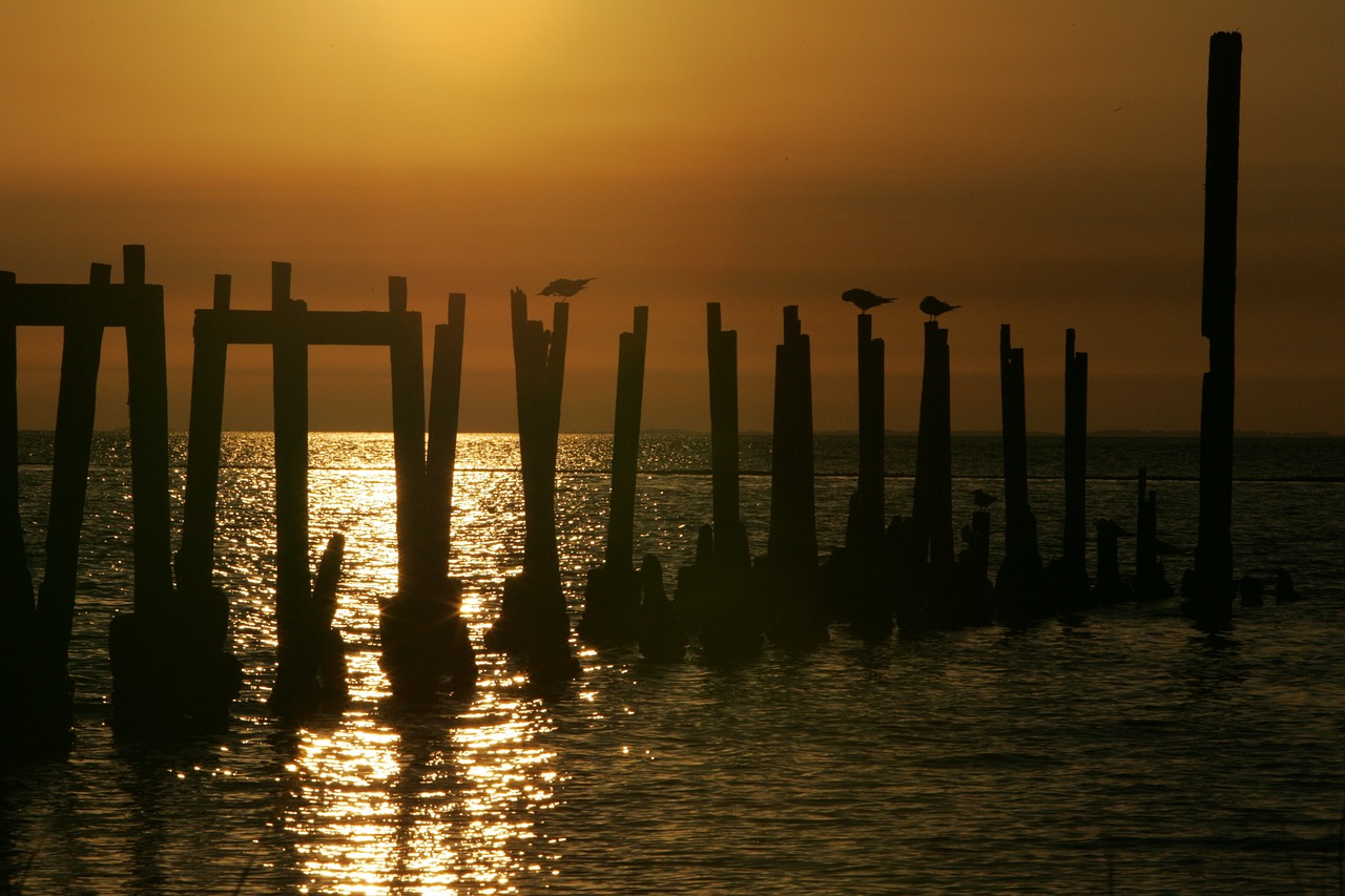 Paukščiai, Sustingęs, Pilingas, Saulėlydis, Dusk, Vandens Paukščiai, Vanduo, Laukinė Gamta, Gamta, Saulėlydis