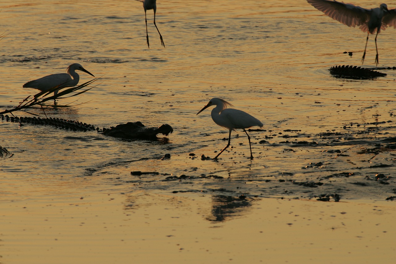 Paukščiai,  Egrets,  Aligatorius,  Laukinė Gamta,  Ropliai,  Vanduo,  Pavojus,  Vada,  Saulėlydis,  Gamta