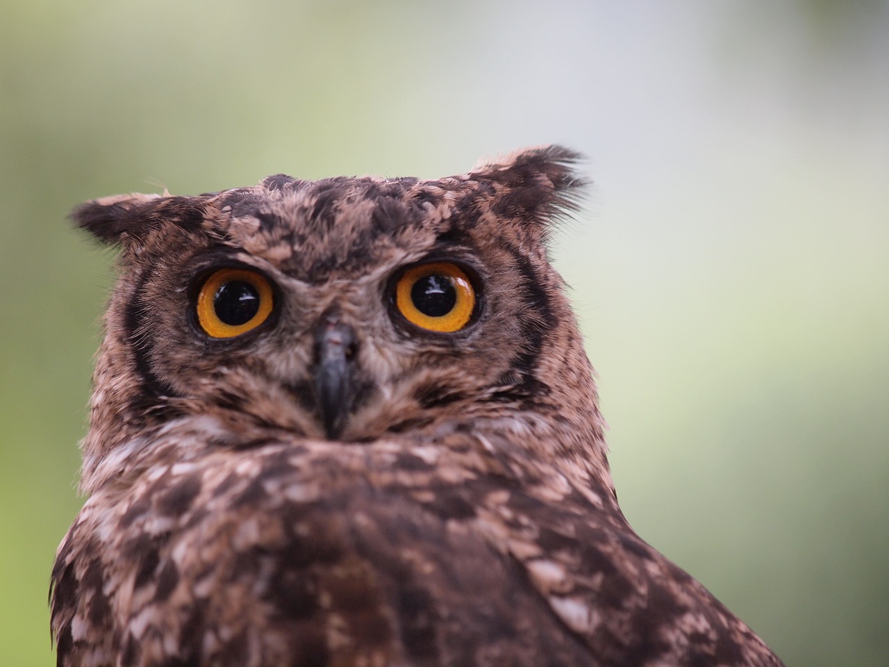 Paukščiai, Pelėdos, Raptoras, Gyvūnas, Gyvūnai, Gamta, Akis, Nemokamos Nuotraukos,  Nemokama Licenzija